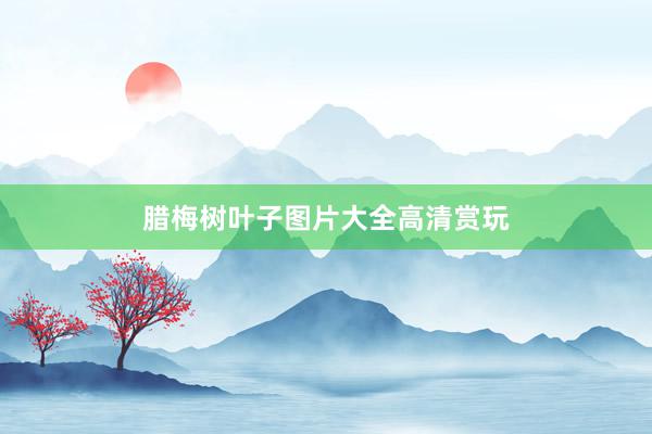 腊梅树叶子图片大全高清赏玩